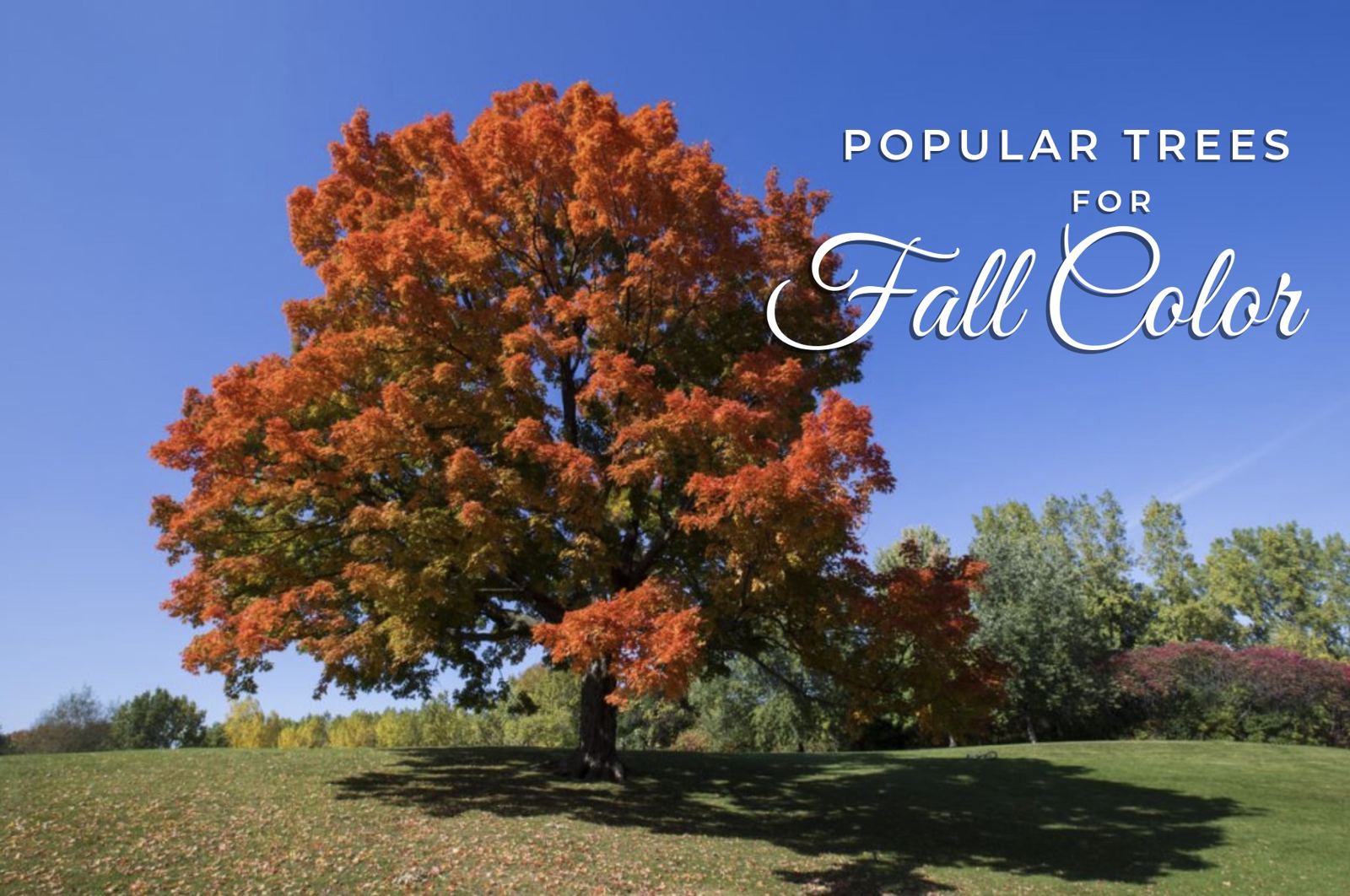 Sugar maple tree with bright orange fall leaves